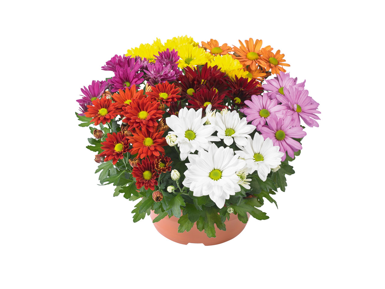 Chrysanten