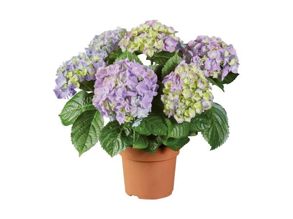 Hydrangea