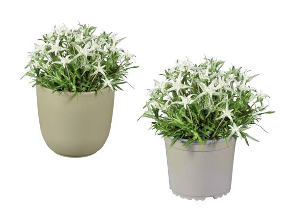 Edelweiss