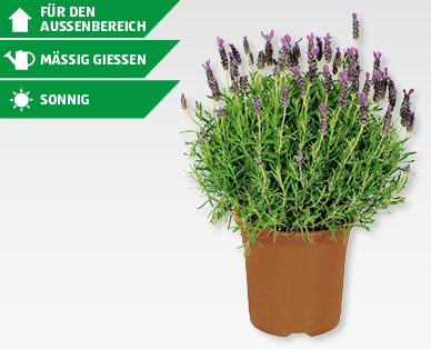 GARDENLINE(R) Lavendel