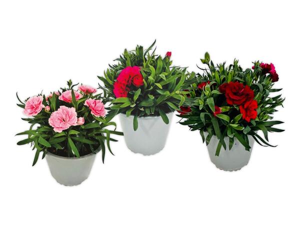 Dianthus