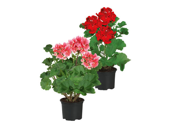 Geranium