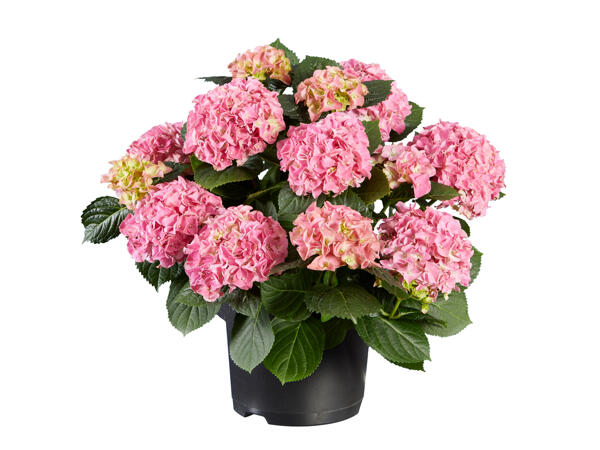 Garden Hydrangea