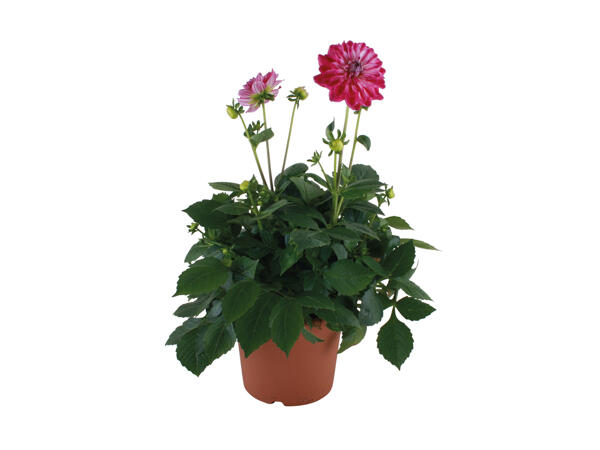 Stor dansk dahlia