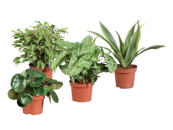 Green plants