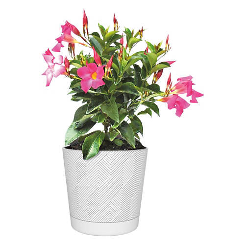 Assorted Potted Summer Tropical Plant
