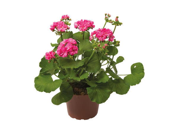 Pelargonia Zonale