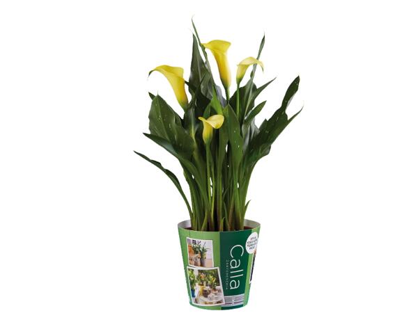 Calla