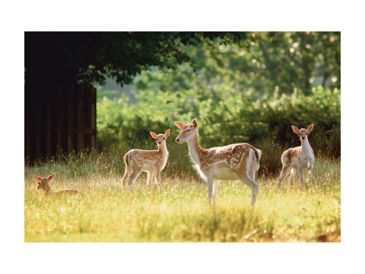 Wildlife Surveillance Camera1