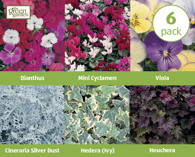 Autumn Basket Plants