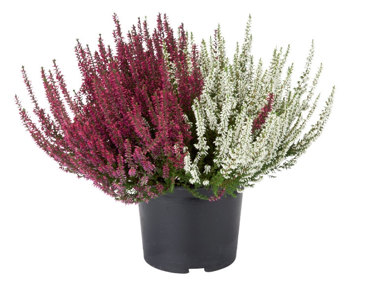 Autumn Heather