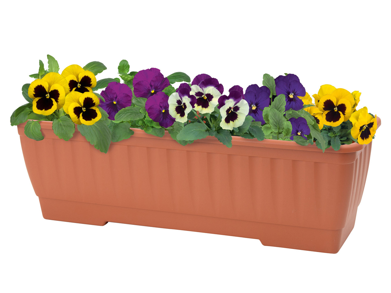 Plant Trough