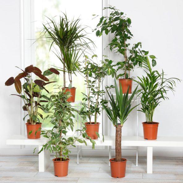 Høje grønne planter