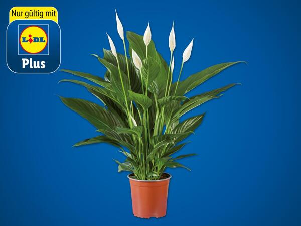 Spathiphyllum