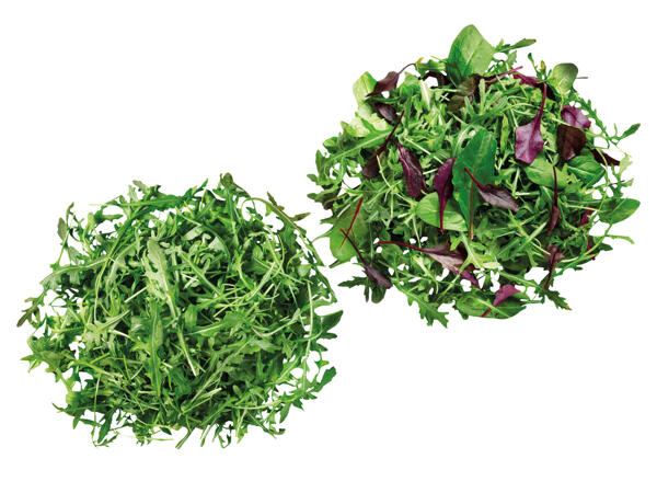 Mix Salat oder Rucola