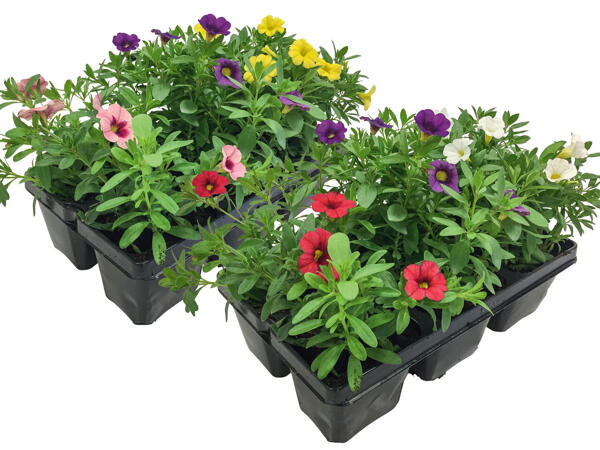 Beetpflanzenkollektion 6er Tray
