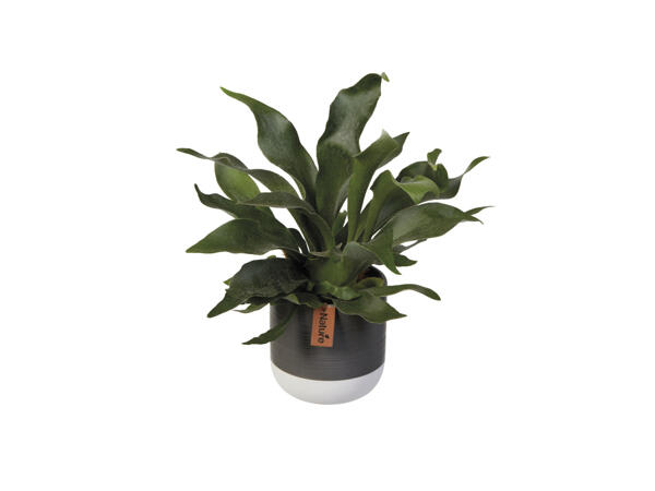 Assorted Easy Care Houseplant