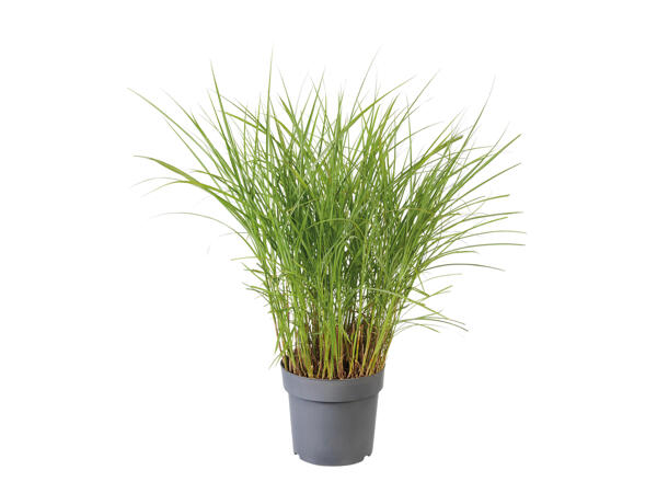 Pennisetum Grass