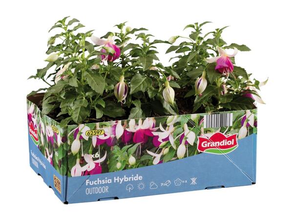 Fuchsia