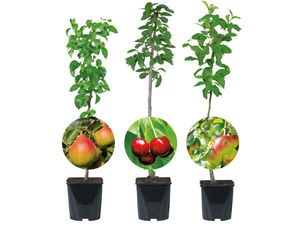 Obstbäume veredelt