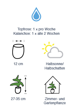 Topfrose oder Kalanchoe