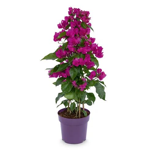 Bougainvillea*