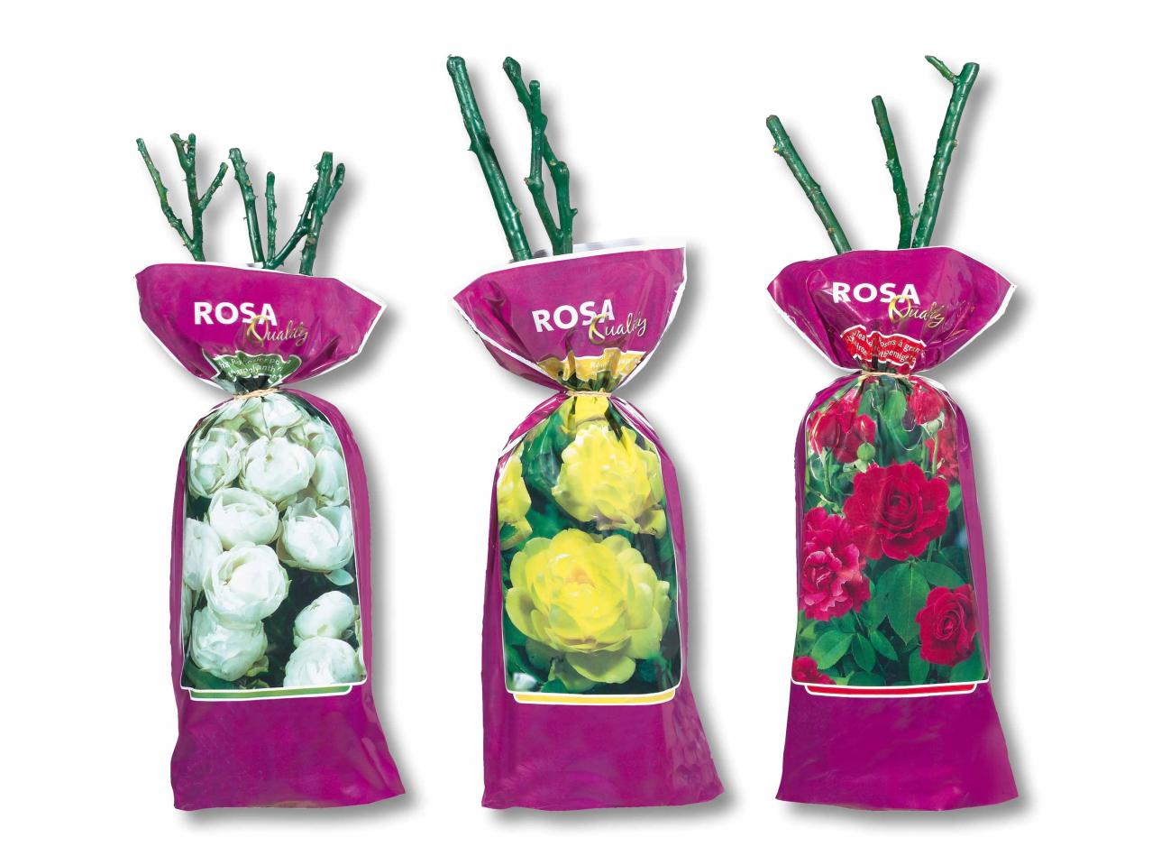 Roses de culture, de massifs ou grimpantes exclusives