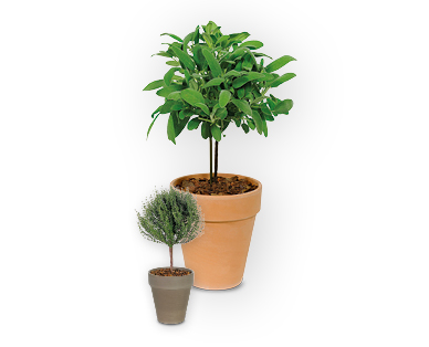 Piante aromatiche