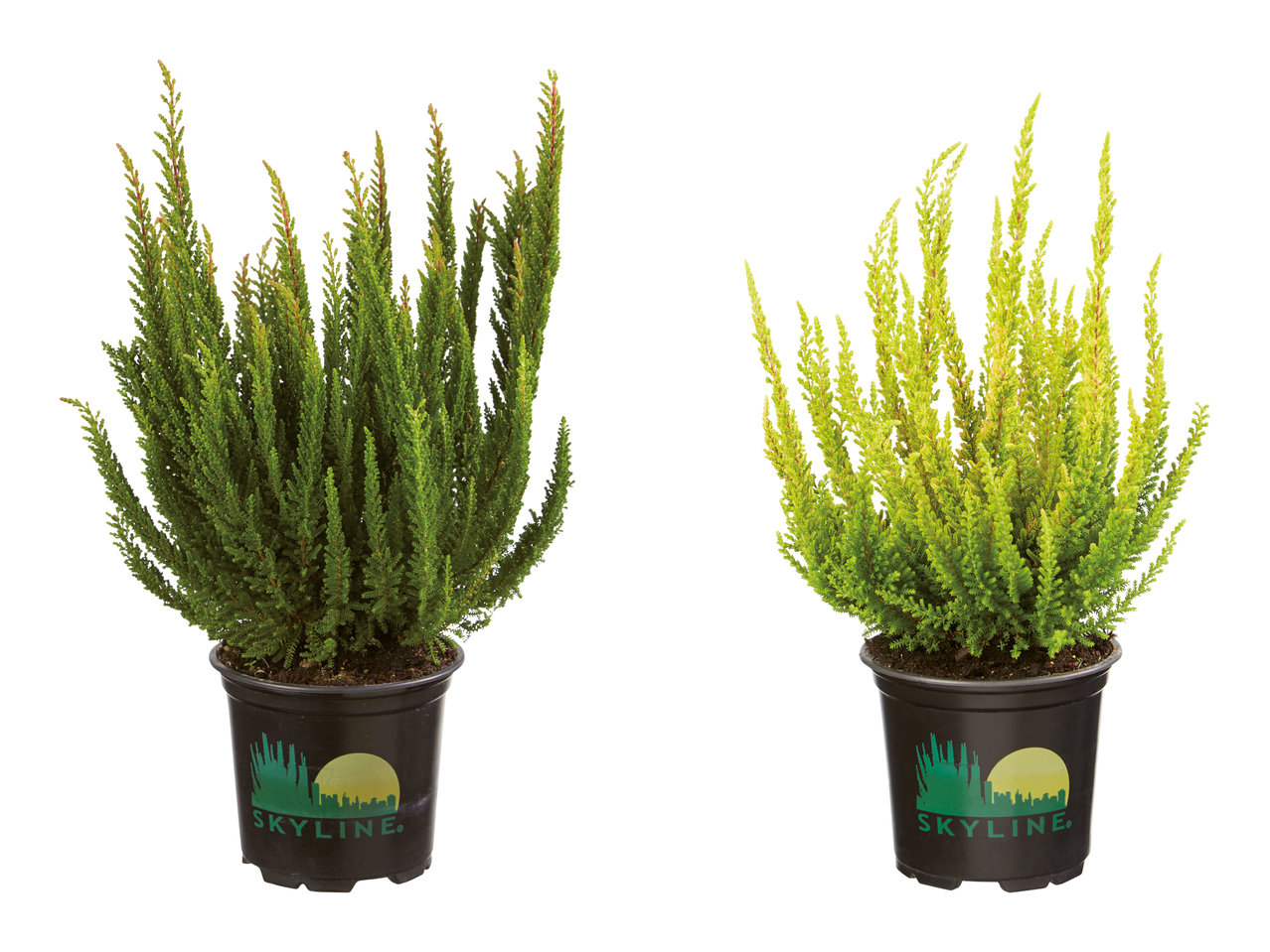 Calluna "skyline"