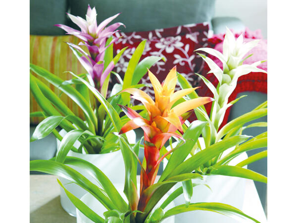 Bromelia