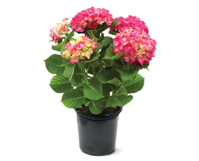 8" Hydrangea