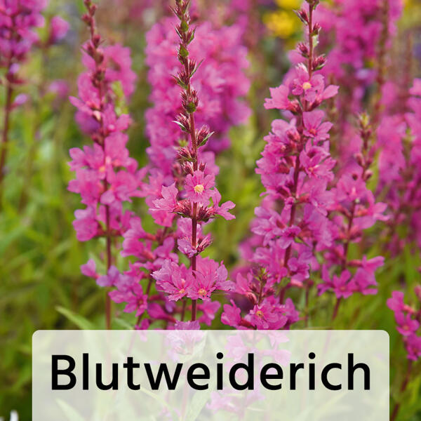 Bienenfreundliche Gartenpflanze