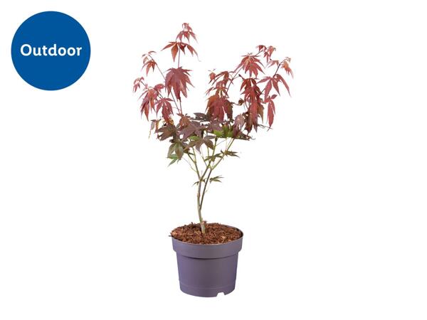 Acer