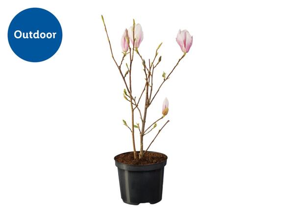 Magnolia