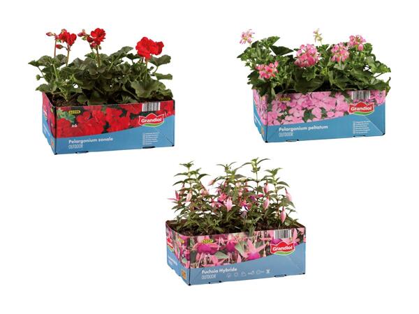 Pelargonie eller fuchsia i 6‘er bakke
