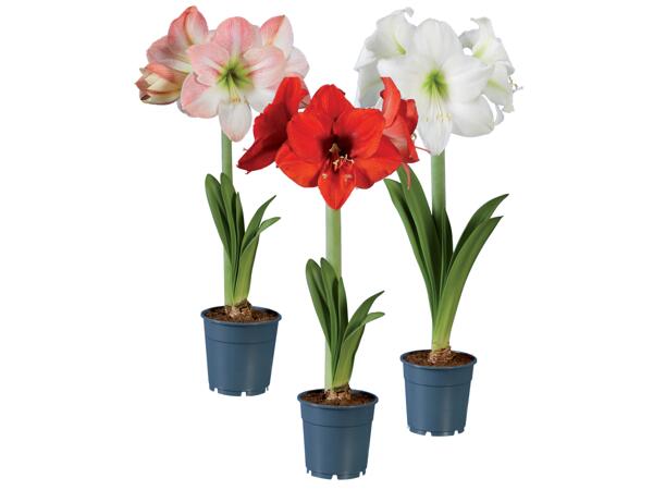 Amaryllis 1 Stem
