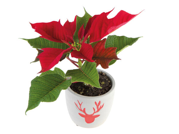 Mini Poinsettia with Pot