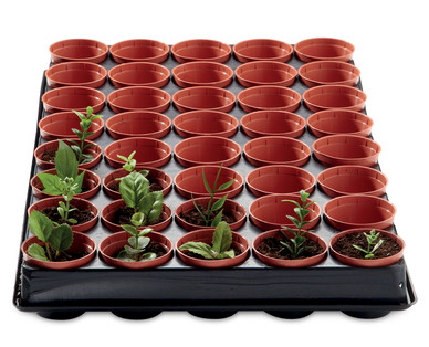 Seed and Cutting Tray