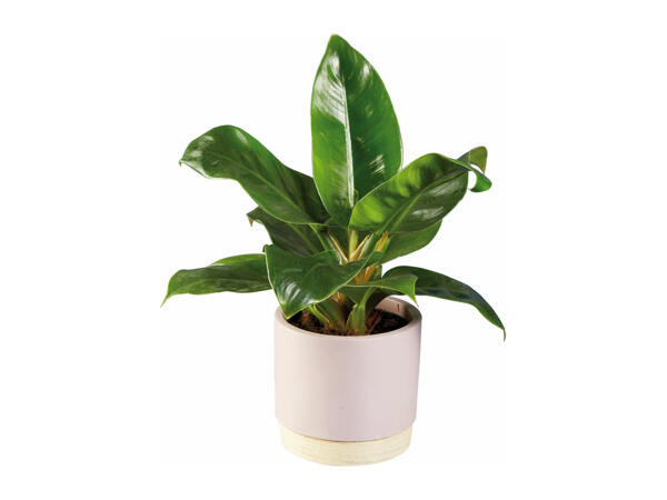 Plant in Woodbase Pot