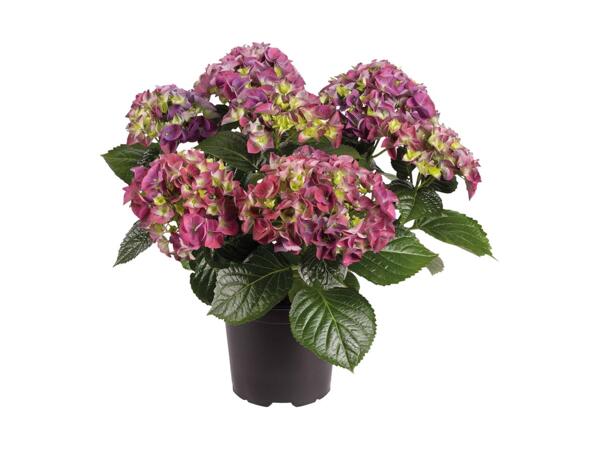Hortensia