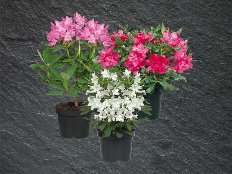 Rhododendrons (dès 3.3.)