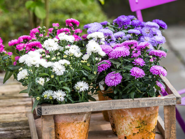Asters