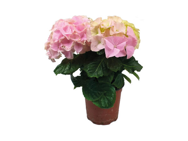 Dansk hortensia