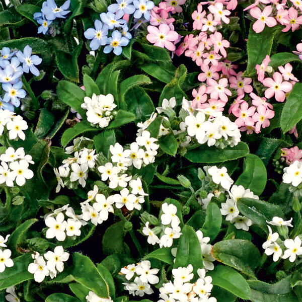 "Myosotis Trios" Vergissmeinnicht