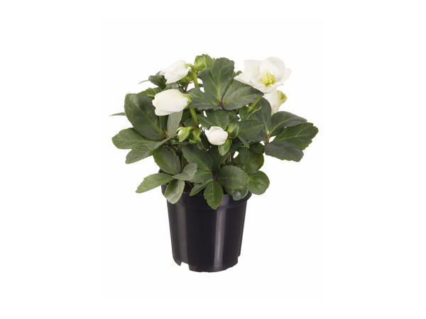 Christmas Rose