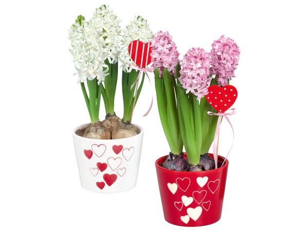 Hyacinths