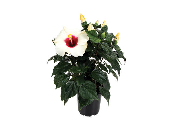Hawaiiblomst