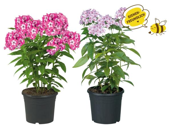 Phlox