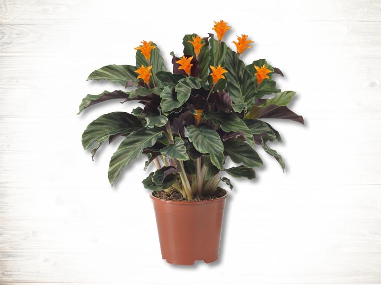 Calathea Crocata (dès 18.2.)