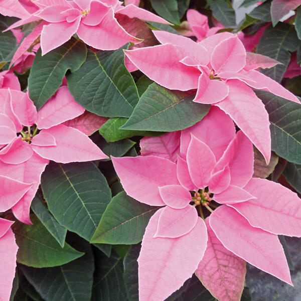 Herbststern "Princettia"